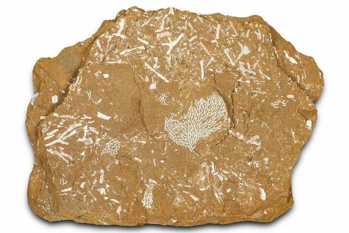 Ordovician Kukersite Oil Shale with Bryozoan Fossils - Russia #368961